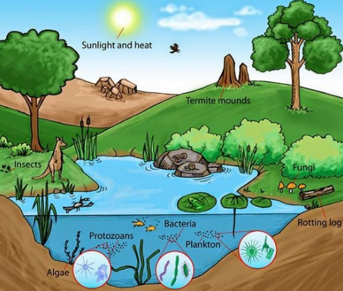 Pengertian Ekosistem dan Contohnya