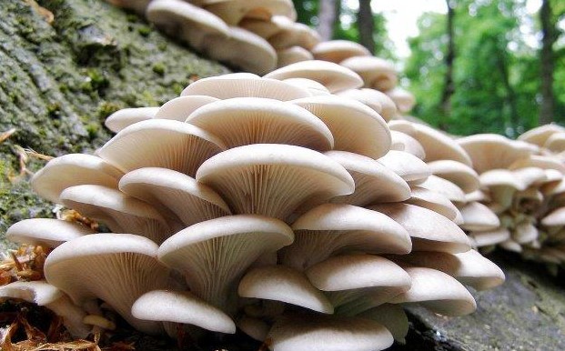 Apa peran jamur neurospora sitophila