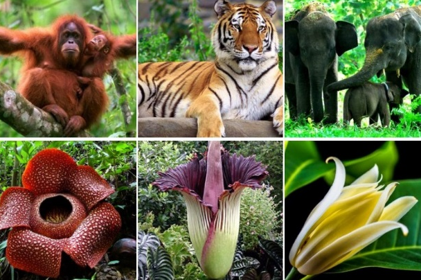 Pengertian Flora dan Fauna | Klasifikasi, Manfaat dan Contohnya !