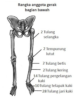 Sistem Gerak Pada Manusia | Fungsi, Jenis-Jenis dan Kelainan Pada Tulang dan Otot !