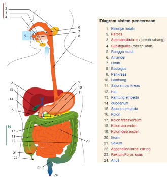 Sistem Pencernaan Pada Manusia, Organ-Organ, dan Gangguan Pencernaan !